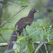 Grey-headed Chachalaca