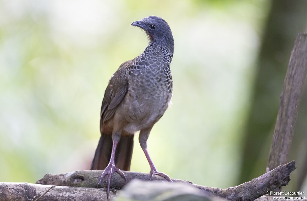 Colombian Chachalaca