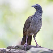 Colombian Chachalaca