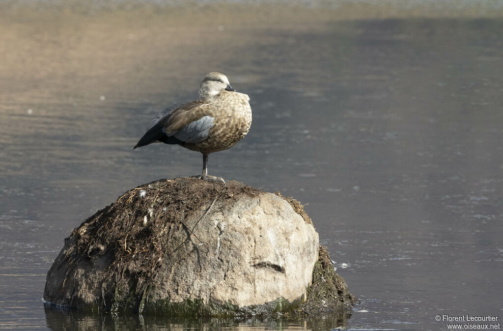 Blue-winged Goose