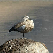 Blue-winged Goose