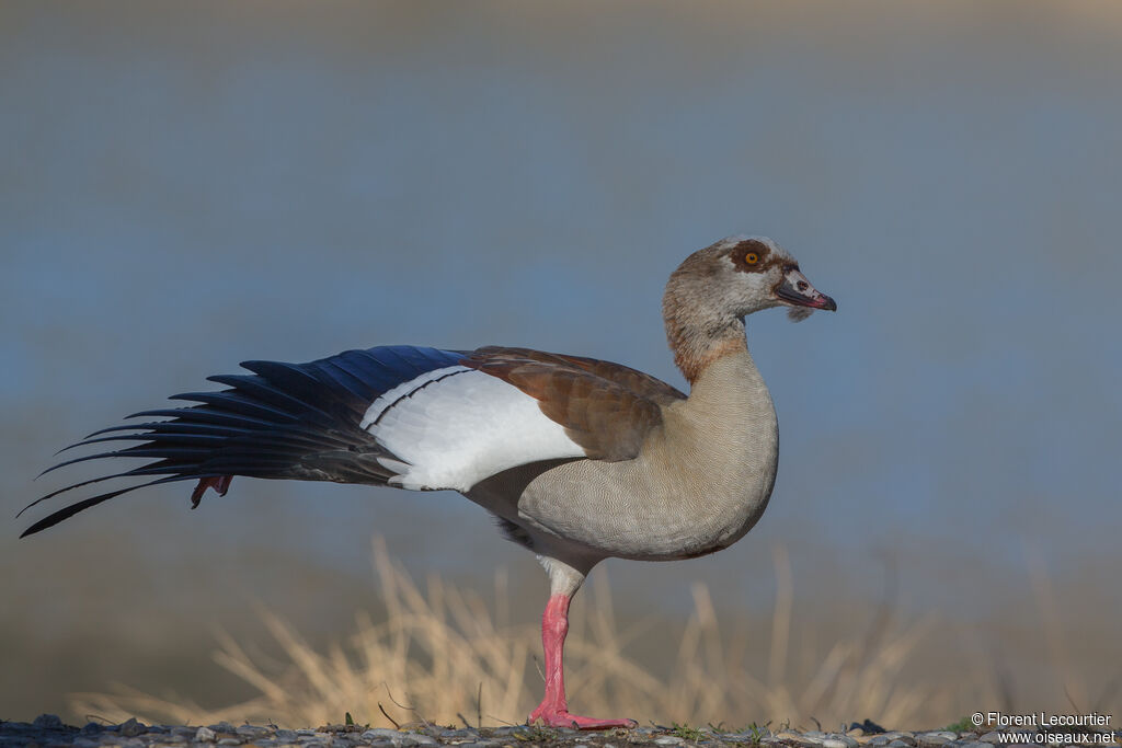 Egyptian Goose