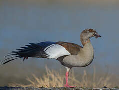 Egyptian Goose