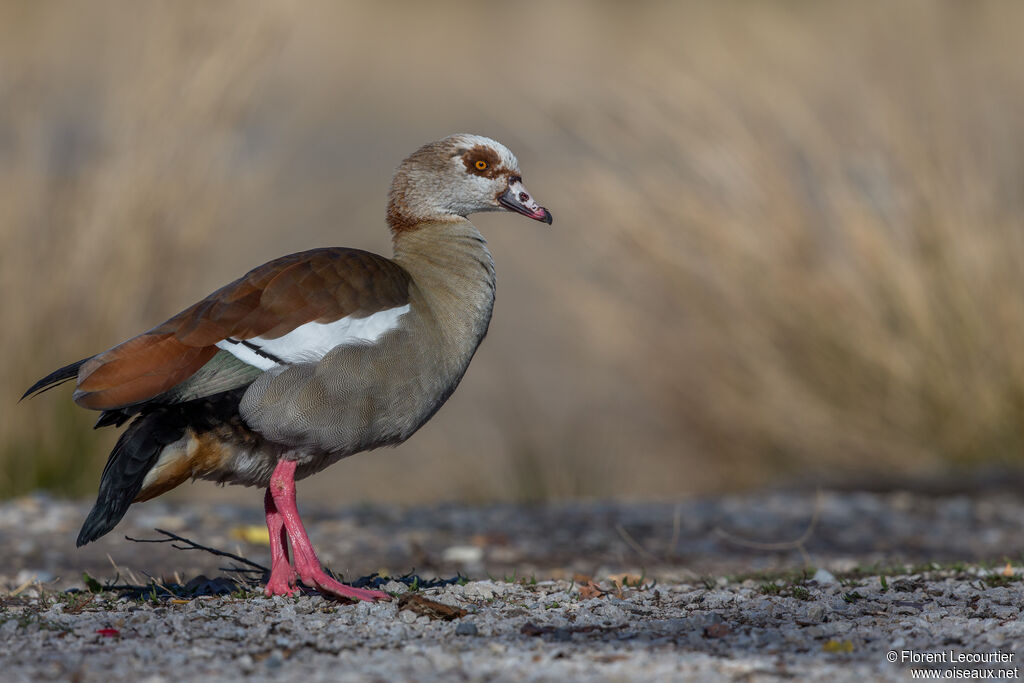 Egyptian Goose