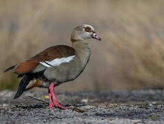 Egyptian Goose