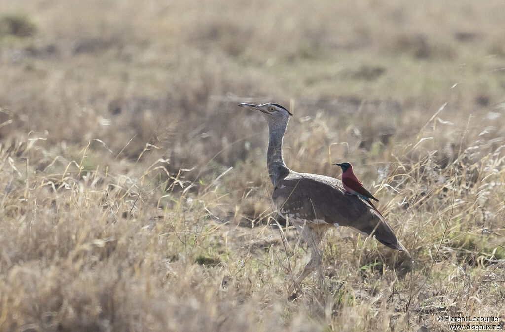 Arabian Bustard