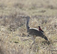 Arabian Bustard