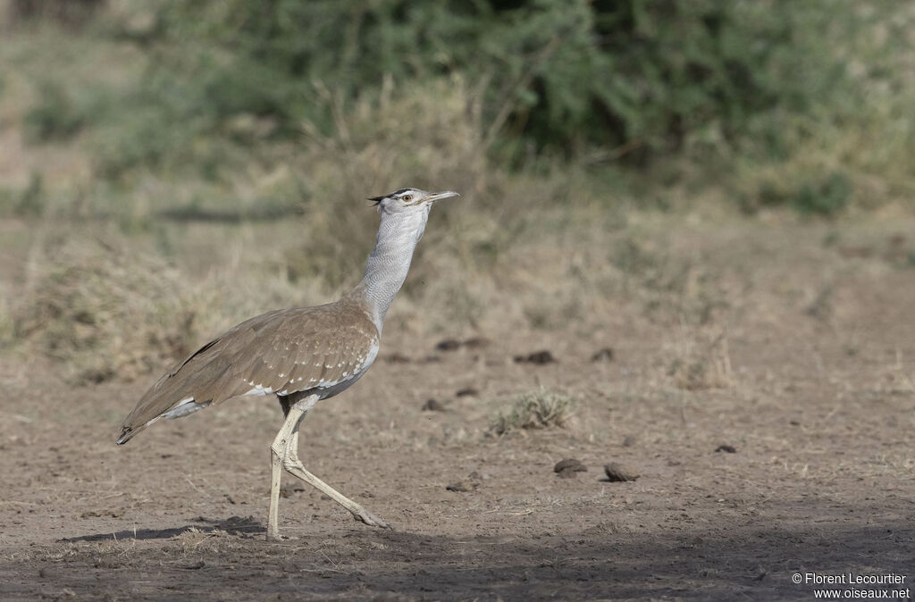 Arabian Bustard