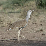 Arabian Bustard