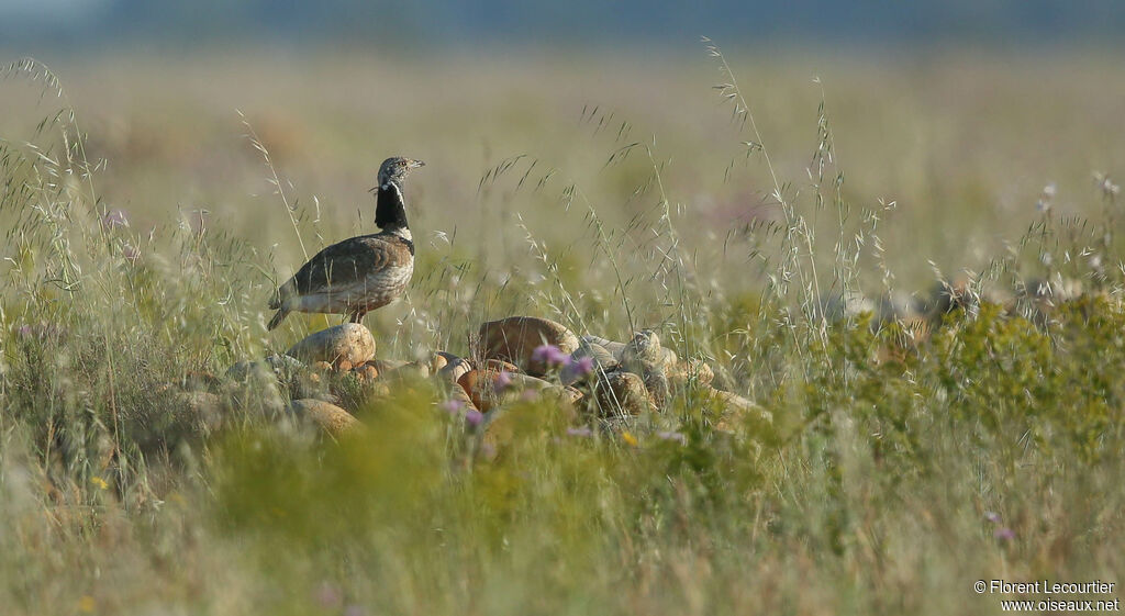 Little Bustard male adult