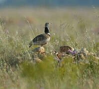 Little Bustard