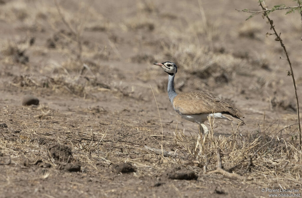 White-bellied Bustard