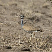 White-bellied Bustard