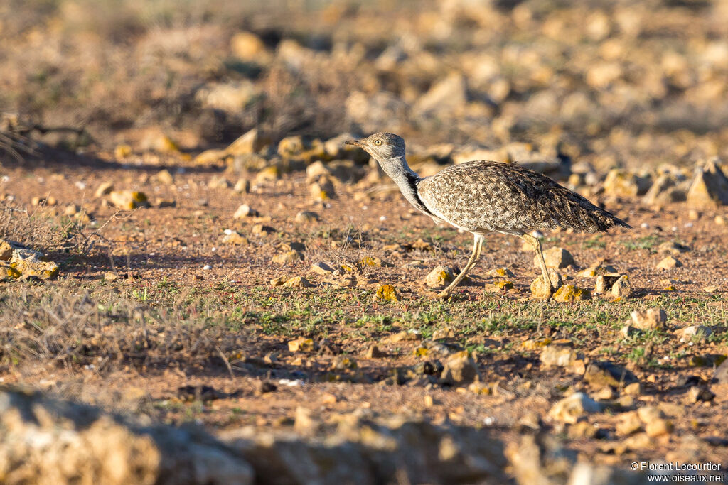 Outarde houbara