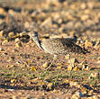 Outarde houbara