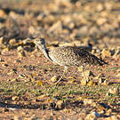 Outarde houbara