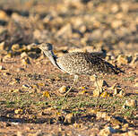 Outarde houbara