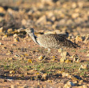 Houbara Bustard