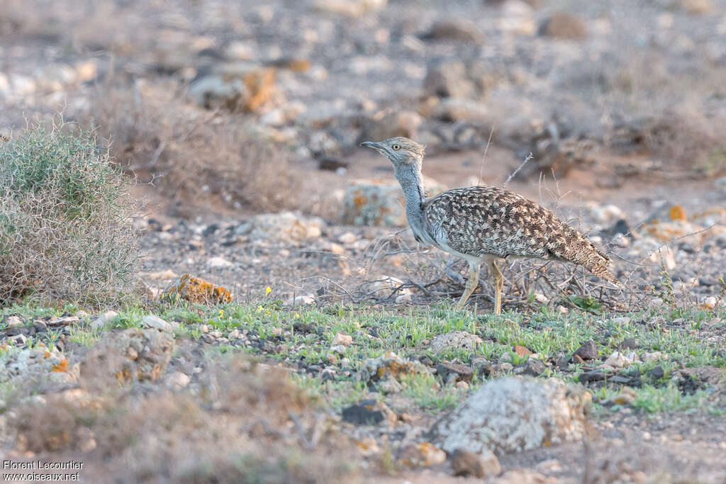 Outarde houbara femelle adulte, identification