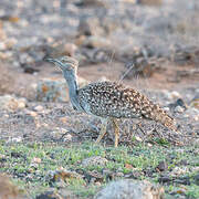 Outarde houbara