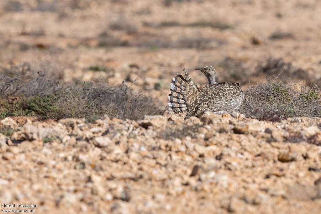 Outarde houbaraadulte, habitat, soins, pigmentation