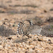 Outarde houbara