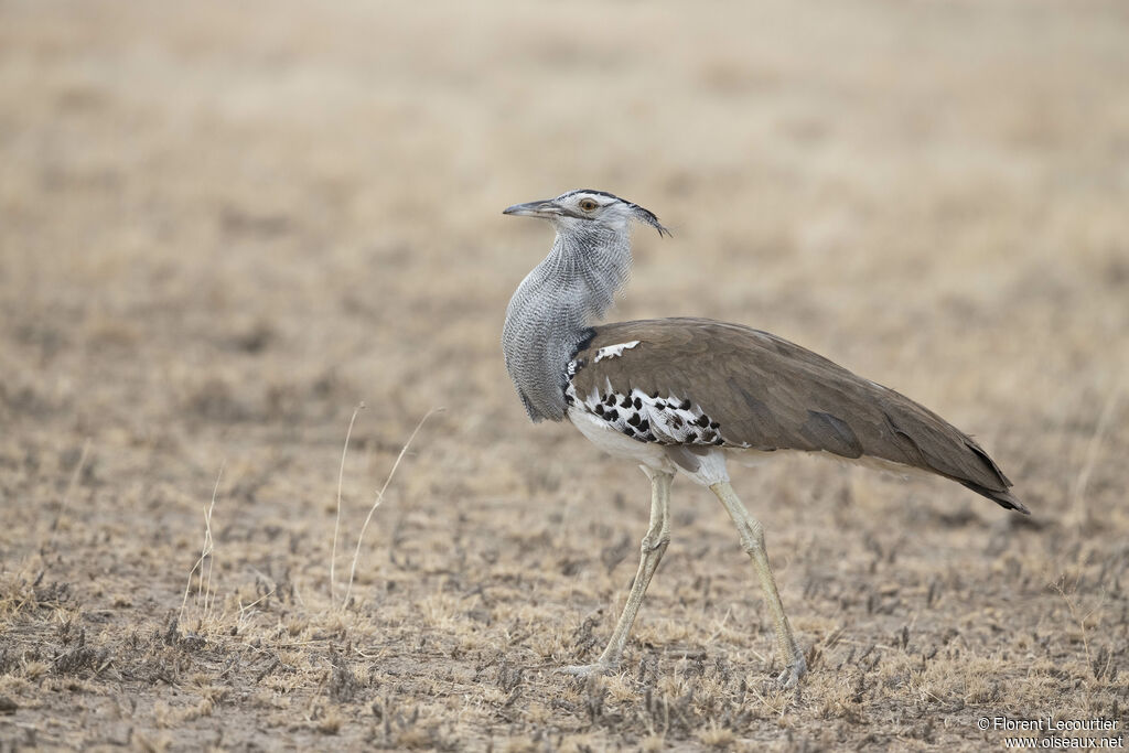 Kori Bustard