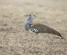 Kori Bustard