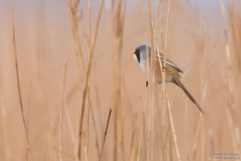 Bearded Reedling male