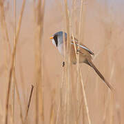 Bearded Reedling