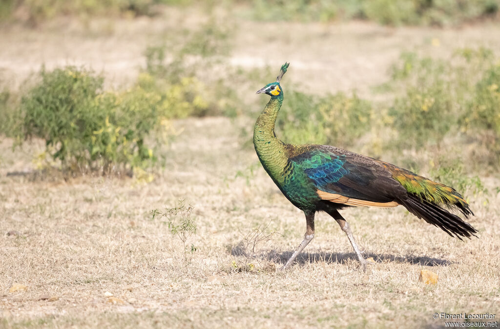 Green Peafowl