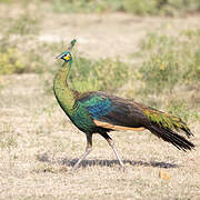 Green Peafowl