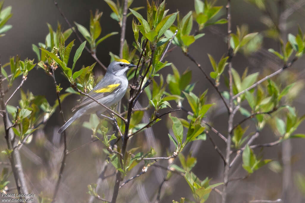 Golden-winged Warbler female adult, identification