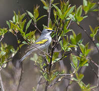 Golden-winged Warbler