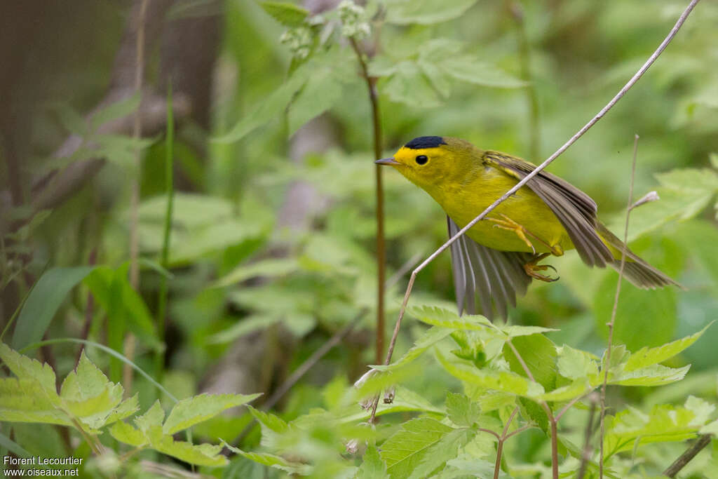 Wilson's Warbler male adult, pigmentation, Flight