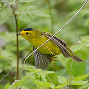 Wilson's Warbler