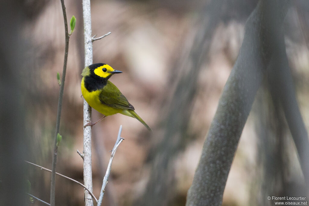 Hooded Warbler