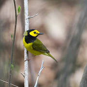 Hooded Warbler