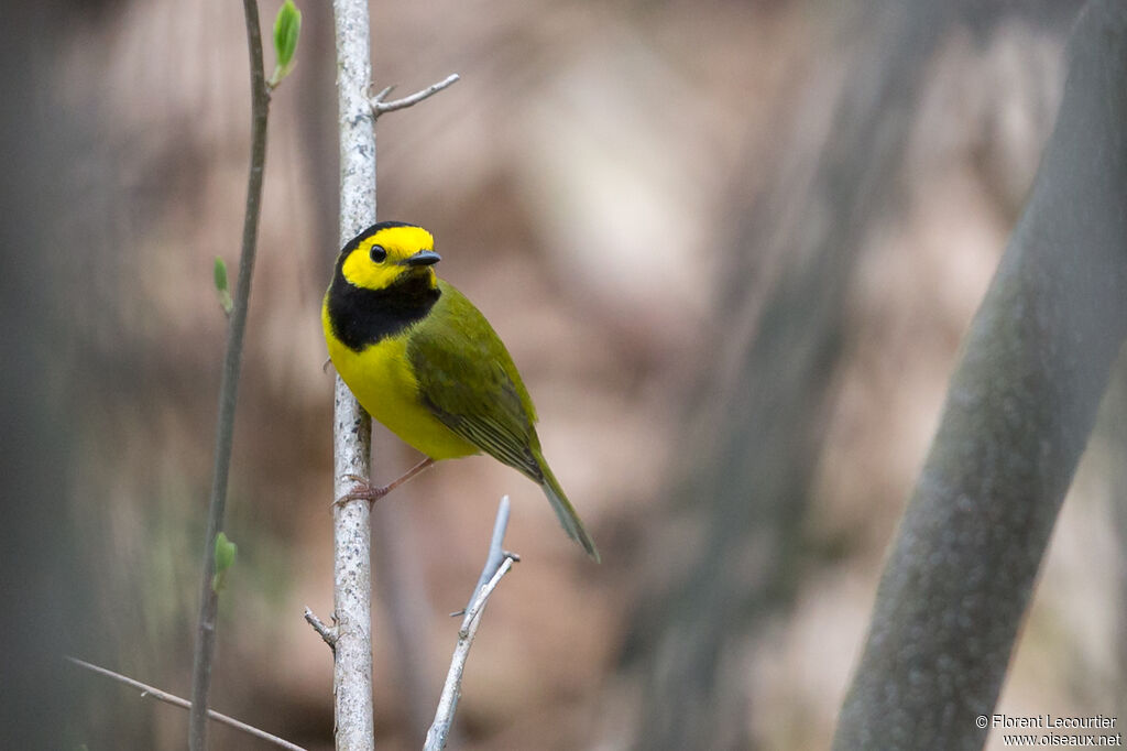 Hooded Warbler