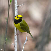 Hooded Warbler