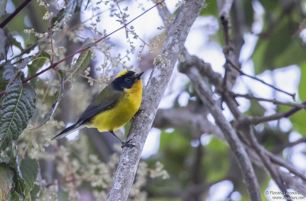 Paruline à cimier jaune