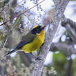 Paruline à cimier jaune