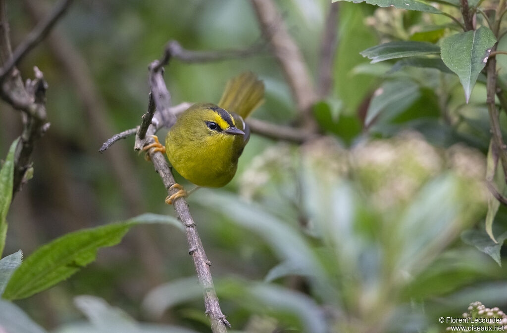 Black-crested Warbler