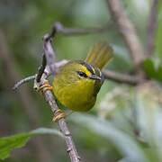 Black-crested Warbler