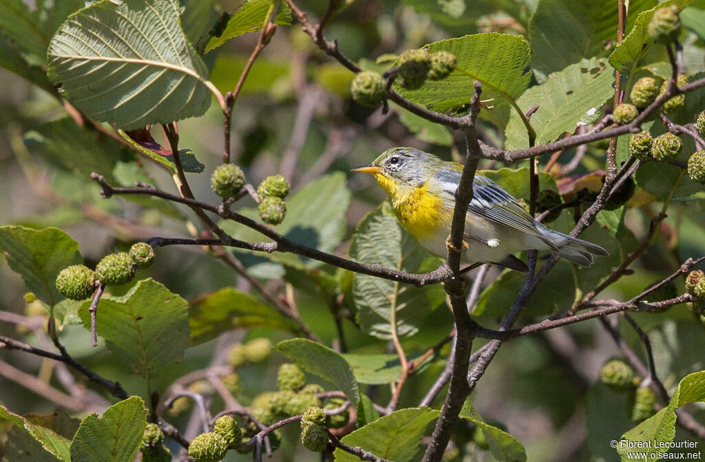 Northern Parula