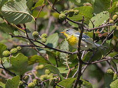 Northern Parula