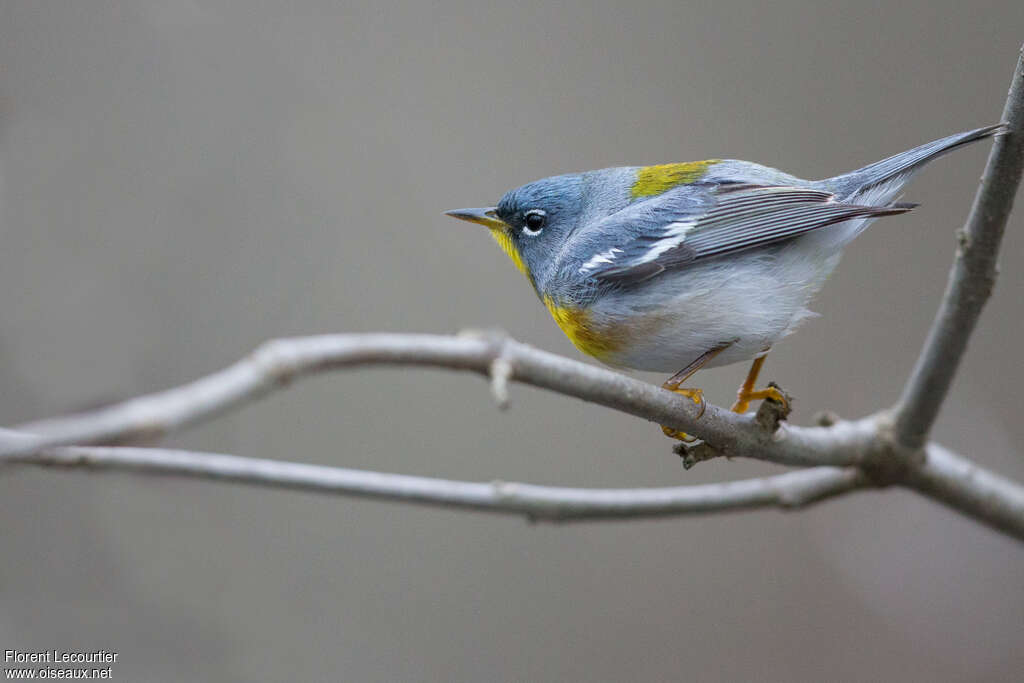 Northern Parula male adult breeding, identification