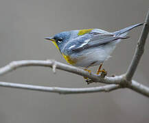 Northern Parula