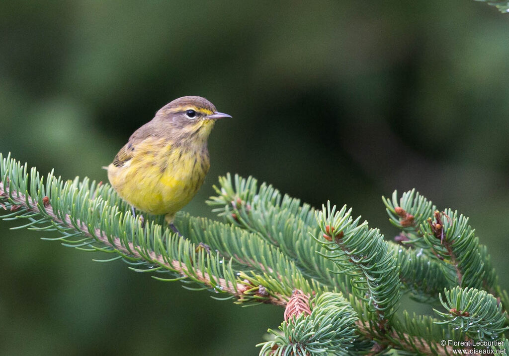 Palm Warbler