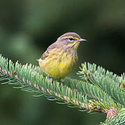 Palm Warbler